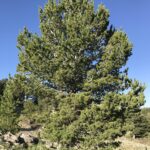 Pinus flexilis_zoomed out2