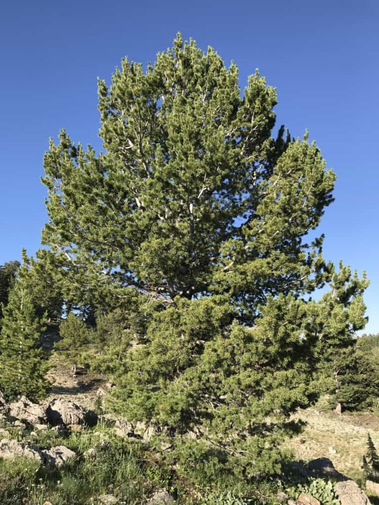 Pinus flexilis_zoomed out2