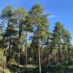 Pinus ponderosa-1