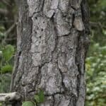 Pinus-rigida_Bark-1.jpg