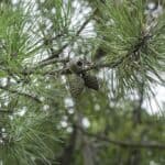 Pinus-rigida_Closeup-RET.jpg