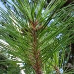 Pinus-rigida_Needles-1.jpeg