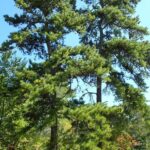 Pinus-rigida_Zoomed-out-1.jpeg