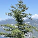 Pinus strobus-1