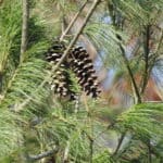 Pinus strobus