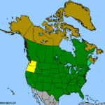 Populus-deltoides-1.png