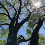 Populus deltoides_zoomed out