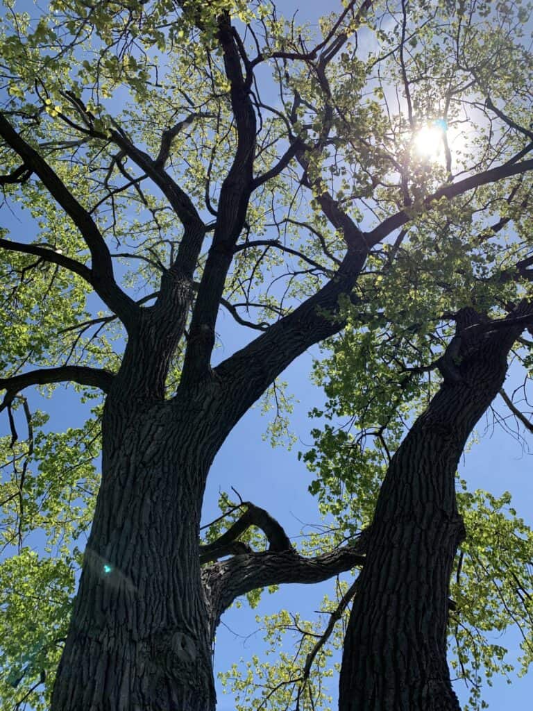 Populus deltoides_zoomed out