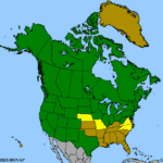 Populus-tremuloides-1.png