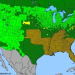Populus-tremuloides.png