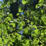 Populus tremuloides_leaves