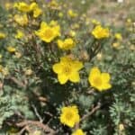 Potentilla-fruticosa-inat.jpg