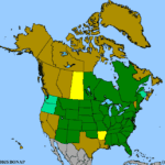 Prunus-americana-1.png