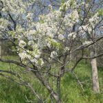 Prunus americana_zoomed out