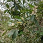 Prunus-caroliniana_ZoomedOut.jpg