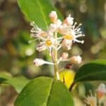 Prunus-caroliniana_flowers.jpeg
