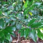 Prunus-caroliniana_leaves-1.jpg