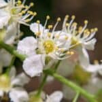 Prunus-serotina_Flower.jpg