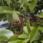 Prunus-serotina_Fruit2.jpg