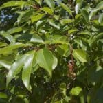 Prunus-serotina_ZoomedOut-RET.jpg