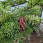 Pseudotsuga-menziesii_Closeup2.jpeg