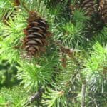 Pseudotsuga-menziesii_Cones.jpeg