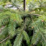 Pseudotsuga-menziesii_Needles-RET.jpg