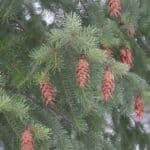 Pseudotsuga-menziesii_ZoomedOut.jpg