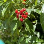 Psychotria-nervosa_berries.jpg