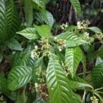 Psychotria-nervosa_zoomed-out-flowers.jpeg