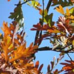 Quercus-alba_Leaves3.jpeg