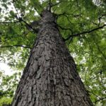 Quercus-chrysolepis_trunk.jpeg