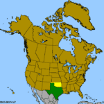 Quercus-fusiformis-1.png