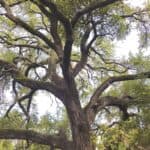 Quercus-fusiformis-zoomed-out-RET.jpg