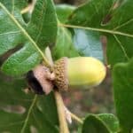 Quercus-garryana_acorn.jpeg
