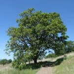 Quercus-garryana_zoomed-out.jpeg