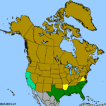 Quercus-hemisphaerica-1.png