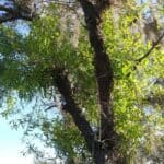 Quercus-hemisphaerica.jpg