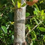 Quercus-hemisphaerica_trunk.jpeg