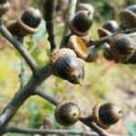 Quercus-ilicifolia_acorns.jpeg