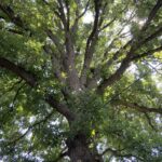 Quercus-macrocarpa.jpg