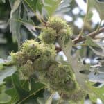 Quercus-macrocarpa_acorn.jpeg
