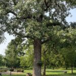 Quercus-macrocarpa_zoomed-out.jpeg