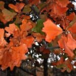 Quercus-marilandica_fall-colors-1.jpg