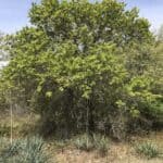 Quercus-marilandica_zoomed-out.jpg