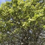 Quercus-marilandica_zoomed-out-2.jpg