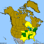 Quercus-prinoides-1.png
