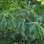 Quercus prinoides_leaves