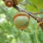 Quercus-rubra_Acorn.jpeg