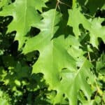 Quercus-rubra_Leaves.jpeg